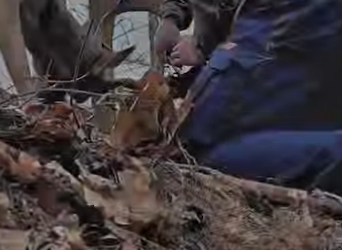 U0912009 homem encontrou um cervo na mata todo enrolado no arame de cerca (Parte 2)