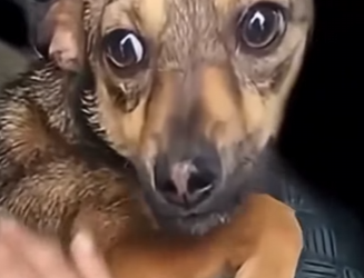 U0912007 chorando abandonada na estrada foi adotada (Parte 2)