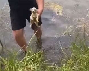U0912008 homem salva cãozinho boiando, você teria coragem de fazer mesmo (Parte 2)