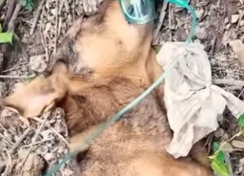 U0912002 Até mesmo nas piores situações existe esperança, pobre (Parte 2)