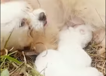 U0912005 no meio do nada ela apareceu pedindo ajuda pobre cãozinho (Parte 2)