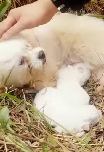 U0912005 no meio do nada ela apareceu pedindo ajuda pobre cãozinho (Parte 2)