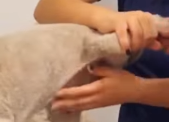 U0912003 Artista de circo pobre cãozinho trabalhando triste (Parte 2)