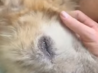 U0912006 Deixaram ele no meio do nada, pobre cãozinho (Parte 2)