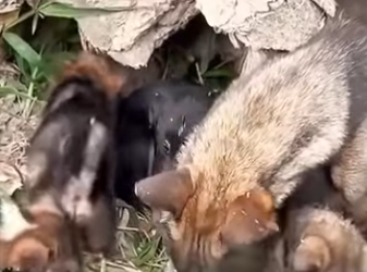 U0912004_Abandonados no meio da pastagem pobre cãozinhos (Part 2)