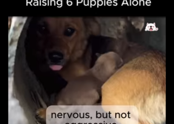 C0809006_Deep in Woods, She Was Raising Puppies Alone (Part 2)