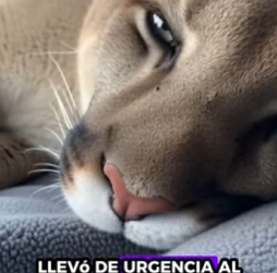 R0912006 Rescata al puma (Parte 2)