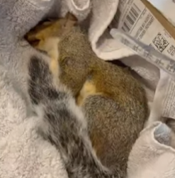 R0912007 Ardillas rescatadas (Parte 2)