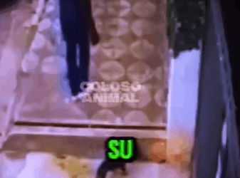 V0102002 Perro Detiene Su Dueña Le Salva La Vida (Parte 2)