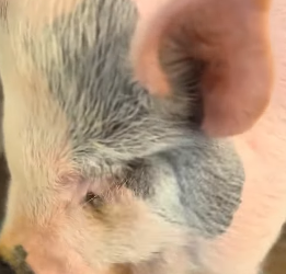 R0912008 Rescatar los lechones (Parte 2)