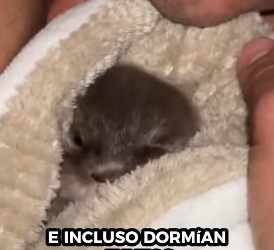 R0912009 Rescate de nutrias (Parte 2)