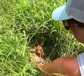 R0912003 Rescata al ciervo (Parte 2)