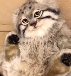 R0912005 Rescata al gato de Pallas (Parte 2)