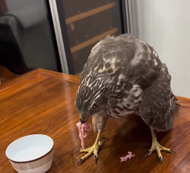 R0912001 Águila real de rescate (Parte 2)