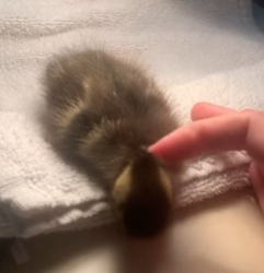 R0912002 Patos de rescate (Parte 2)