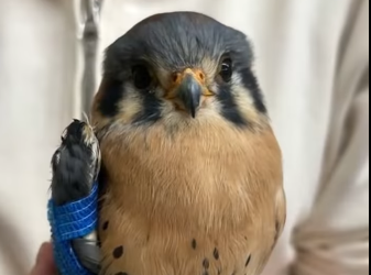 A1012004 Rescatando al Halcón Rojo (Parte 2)