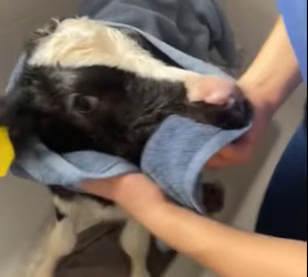 A1012006 Rescatar las vacas lecheras (Parte 2)