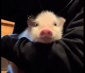 A1012009 Rescatar los lechones (Parte 2)