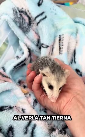 A1012007 Zarigüeyas de rescate (Parte 2)