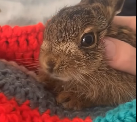 A1012003 Conejo rescatado (Parte 2)