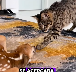 A1012002 Rescate de ciervos (Parte 2)