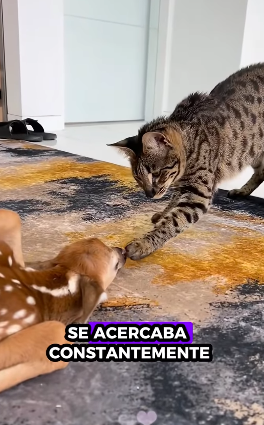 A1012002 Rescate de ciervos (Parte 2)