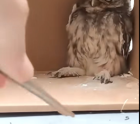 A1012008 Búho de rescate (Parte 2)