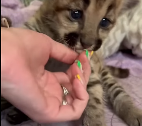 A1012001 rescate de pumas (Parte 2)