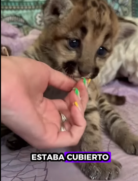 A1012001 rescate de pumas (Parte 2)