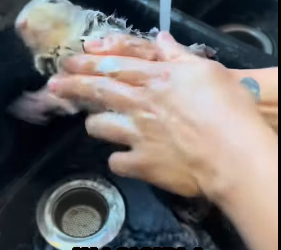 A1012005 Ardillas de rescate (Parte 2)