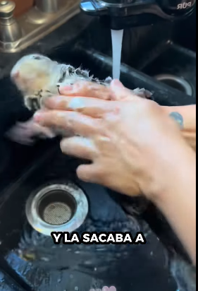 A1012005 Ardillas de rescate (Parte 2)