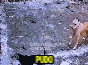 V0102005 Gato Rodeado Por Dos Perros Termina De Forma Brutal (Parte 2)