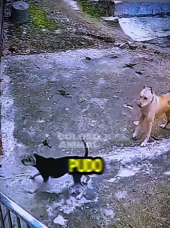 V0102005 Gato Rodeado Por Dos Perros Termina De Forma Brutal (Parte 2)