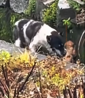 U1012008 Amor de mãe (Parte 2)