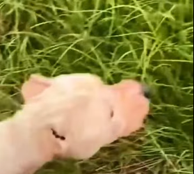 U1012009 completamente cego Pitbull largado as margens de uma estrada rural (Parte 2)