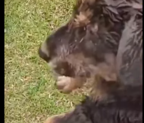 U1012006 cãozinho encontramos na beira de um rio todo enrolado