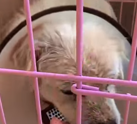 U1012007 cachorro escapou de um lugar fechado (Part 2)