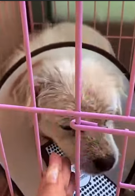 U1012007 cachorro escapou de um lugar fechado (Part 2)