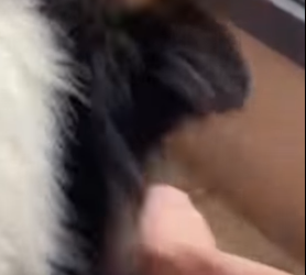 U1012005 Ele vivia debaixo de sol chuva sem nenhum abrigo