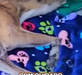 U1012001 caída na calçada cachorrinha com seus filhotes foram resgatados (Parte 2)