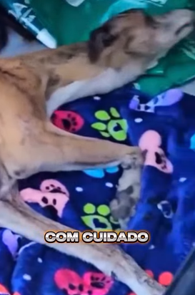U1012001 caída na calçada cachorrinha com seus filhotes foram resgatados (Parte 2)