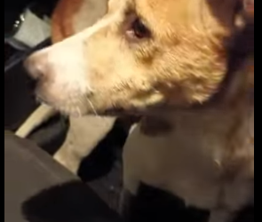 U1012002 cão protegeu amigo até fim (Parte 2)