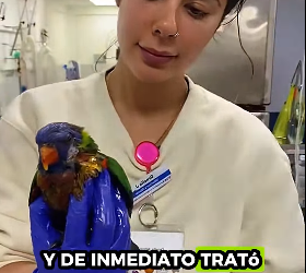 R1012003 Loros de rescate (Part 2)