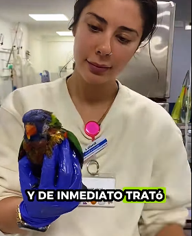 R1012003 Loros de rescate (Part 2)