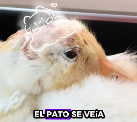 Patos rescatados (Part 2)