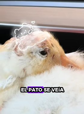 Patos rescatados (Part 2)