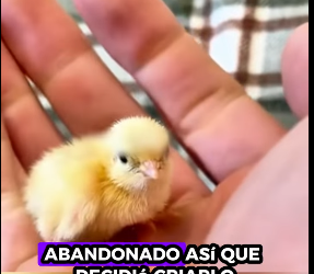 Rescatar los polluelos