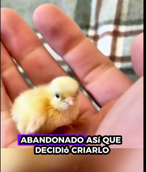 Rescatar los polluelos