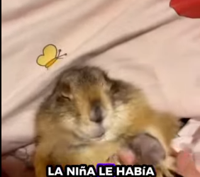 R1012004 Marmotas de rescate