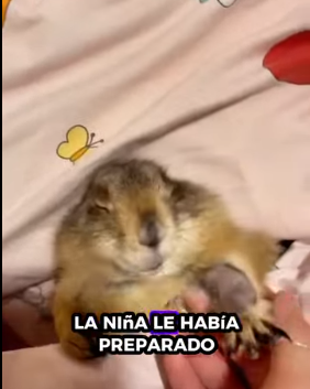 R1012004 Marmotas de rescate